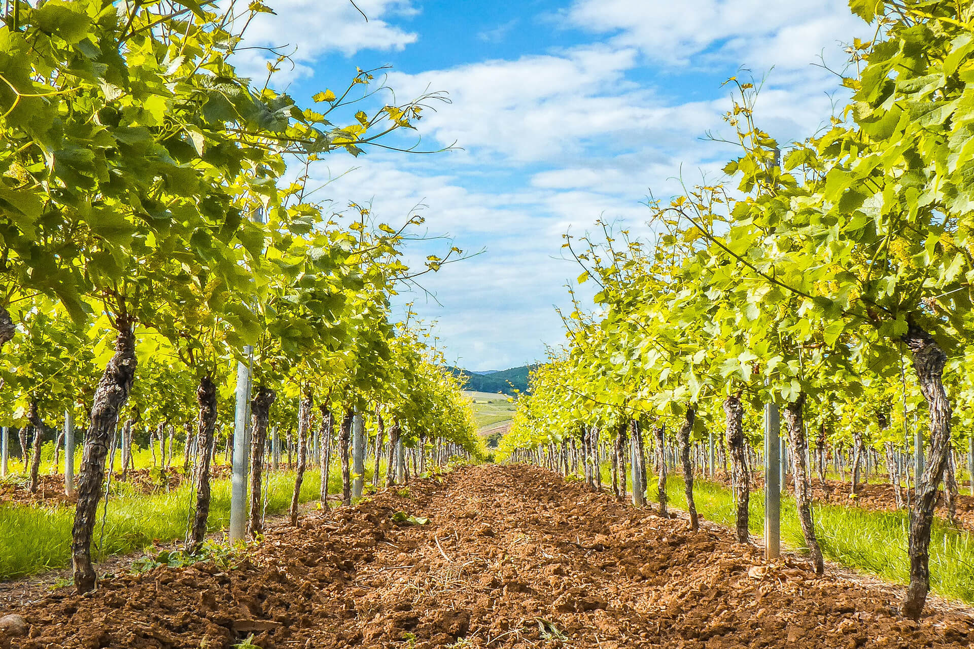 Wines are known for black and red fruit flavors