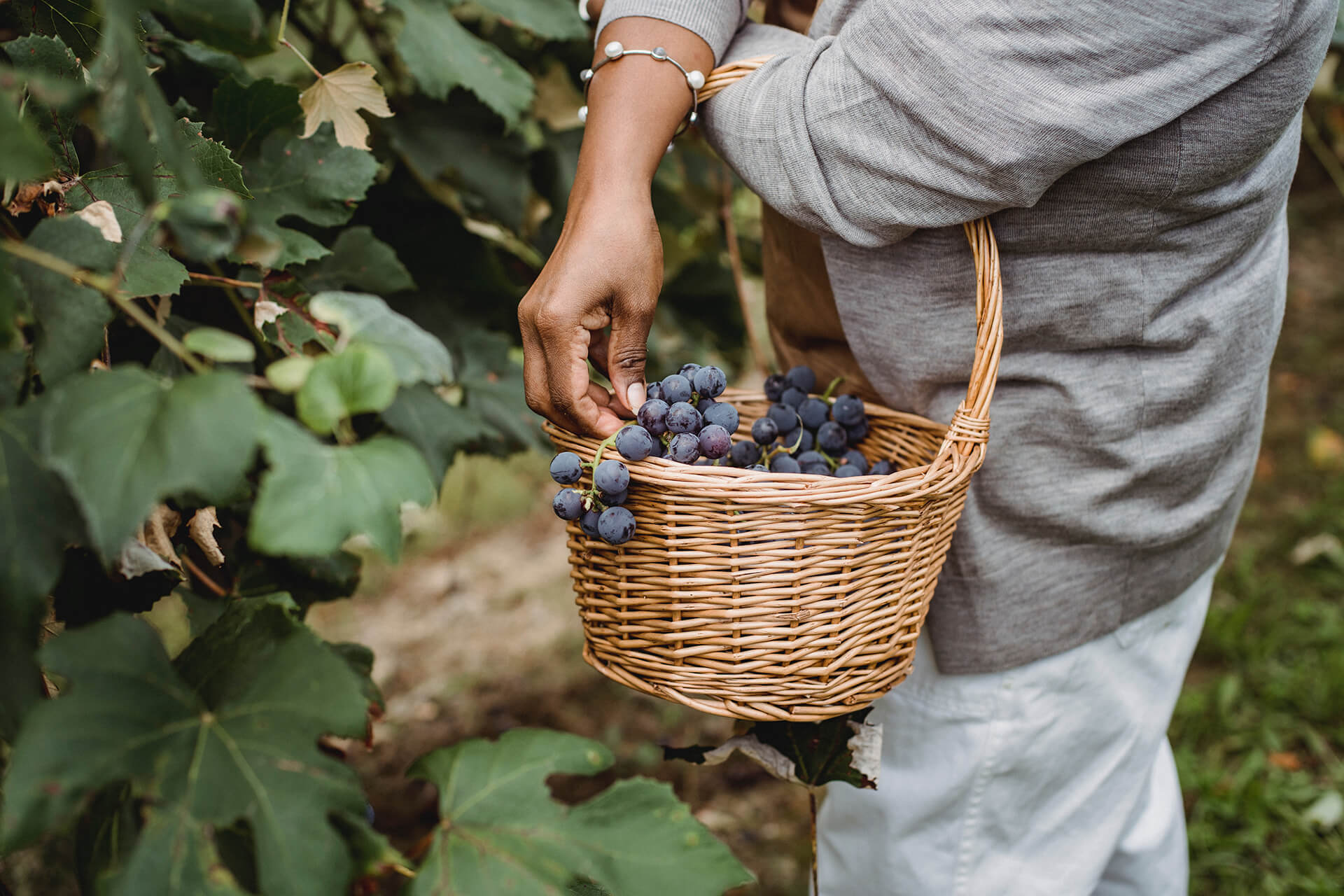 The difference between wine bouquet and aroma